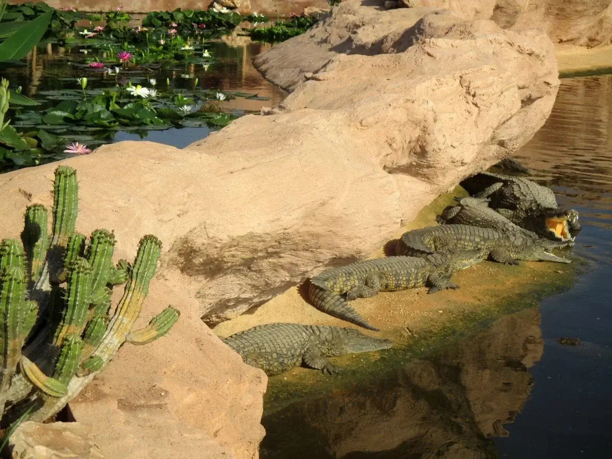 Crocoparc-Agadir-crocodiles-cascade-min.webp