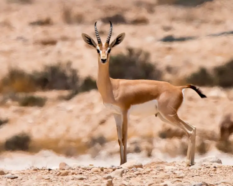 gazelle-durcas.webp